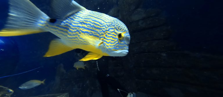 Colourful striped fish at Skegness Aquarium