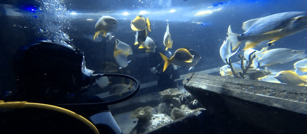 NWK diver Will Martin watching fish at the aquarium viewing window