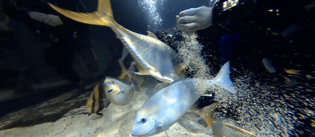 Fish swarming around a diver releasing grit at Skegness Aquarium