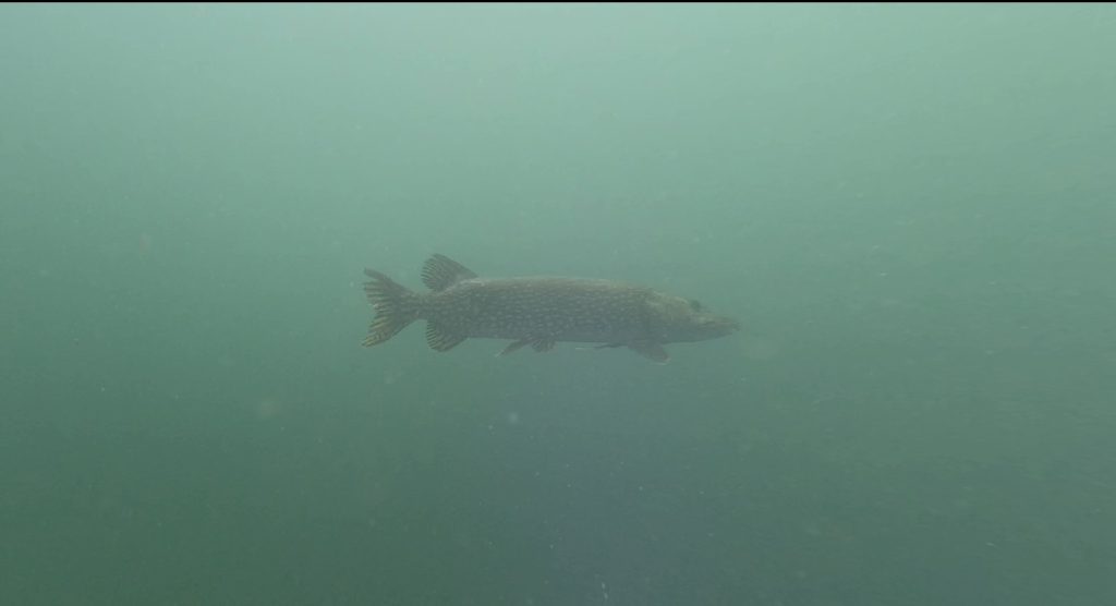 Leybourne Lakes — 25 April 2026