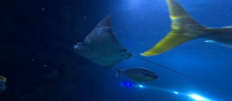 Close-up of a cownose ray at Skegness Aquarium