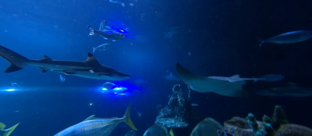 Skegness Aquarium Shark Experience — 25 January 2026