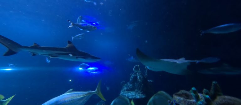 Blacktip reef sharks swimming in the Skegness Aquarium tank
