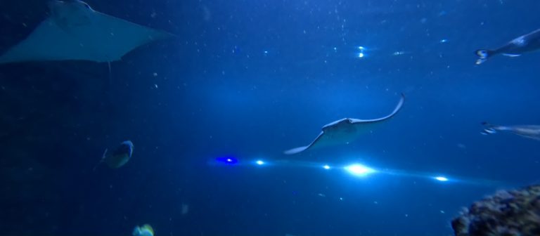 Cownose rays swimming in formation at Skegness Aquarium