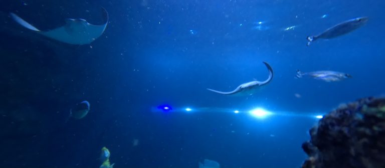Rays and fish in the main tank at Skegness Aquarium
