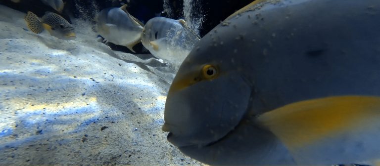Fish up close on the sandy bottom at Skegness Aquarium