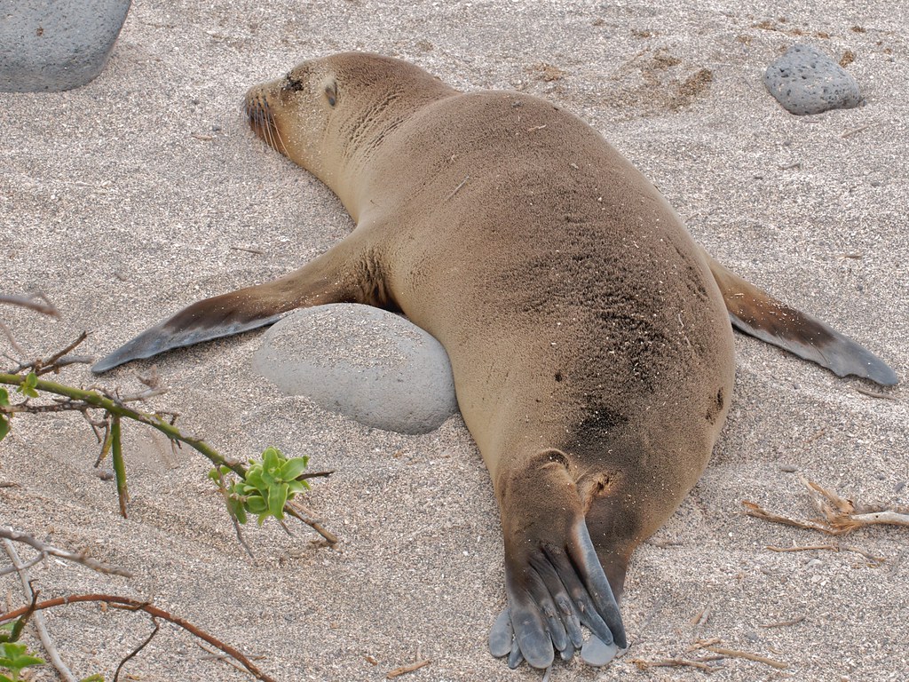Galapagos Snorkel Trip — April 2026