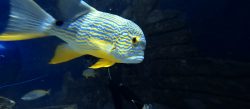 Colourful striped fish at Skegness Aquarium