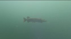 Pike hovering in mid-water at Leybourne Lakes