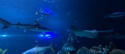 Blacktip reef sharks swimming in the Skegness Aquarium tank
