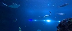 Rays and fish in the main tank at Skegness Aquarium