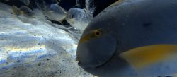 Fish up close on the sandy bottom at Skegness Aquarium